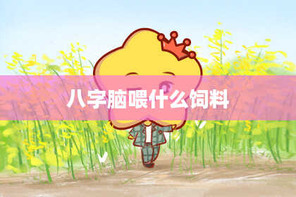 八字脑喂什么饲料