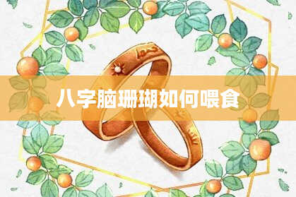 八字脑珊瑚如何喂食