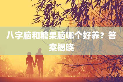 八字脑和糖果脑哪个好养？答案揭晓