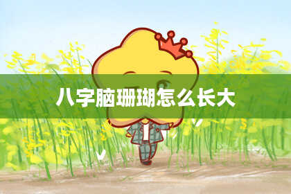 八字脑珊瑚怎么长大