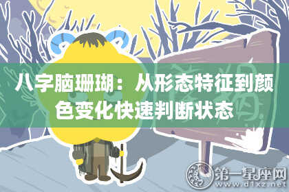 八字脑珊瑚：从形态特征到颜色变化快速判断状态