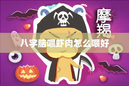 八字脑喂虾肉怎么喂好