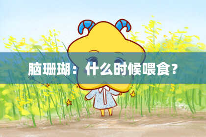 脑珊瑚:什么时候喂食?