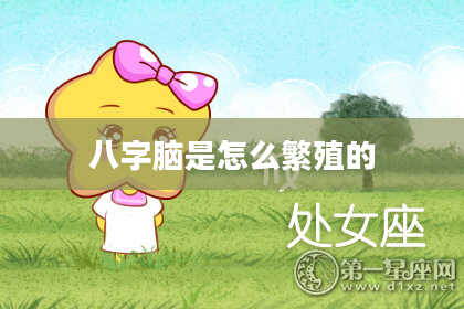 八字脑是怎么繁殖的