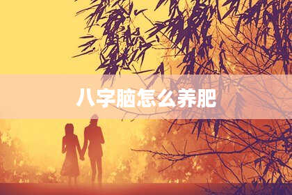 八字脑怎么养肥