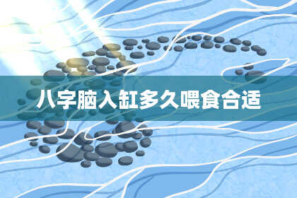 八字脑入缸多久喂食合适