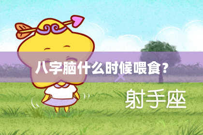 八字脑什么时候喂食？