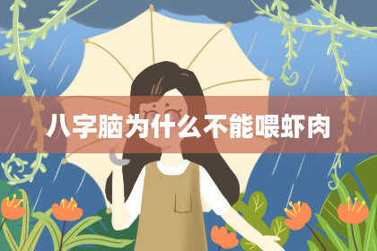 八字脑为什么不能喂虾肉