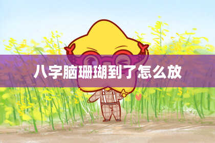 八字脑珊瑚到了怎么放